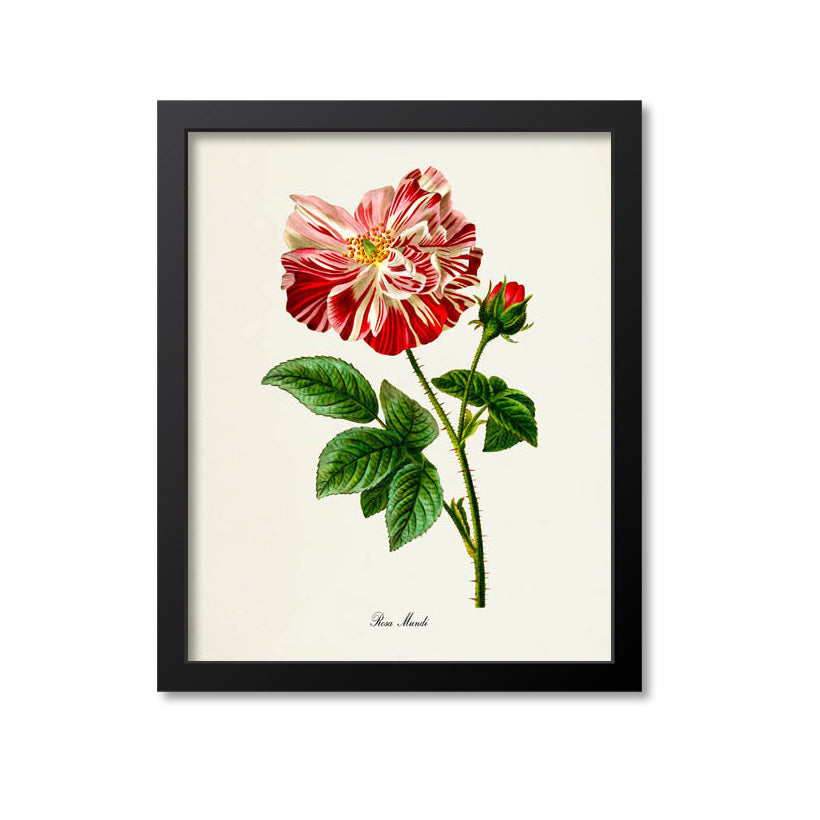Rosa Mundi Rose Flower Art Print