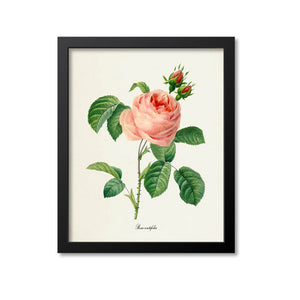 Provence Rose Flower Art Print