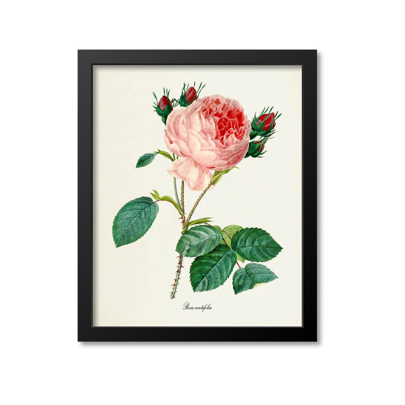 Provence Rose Flower Art Print, Rosa Centifolia