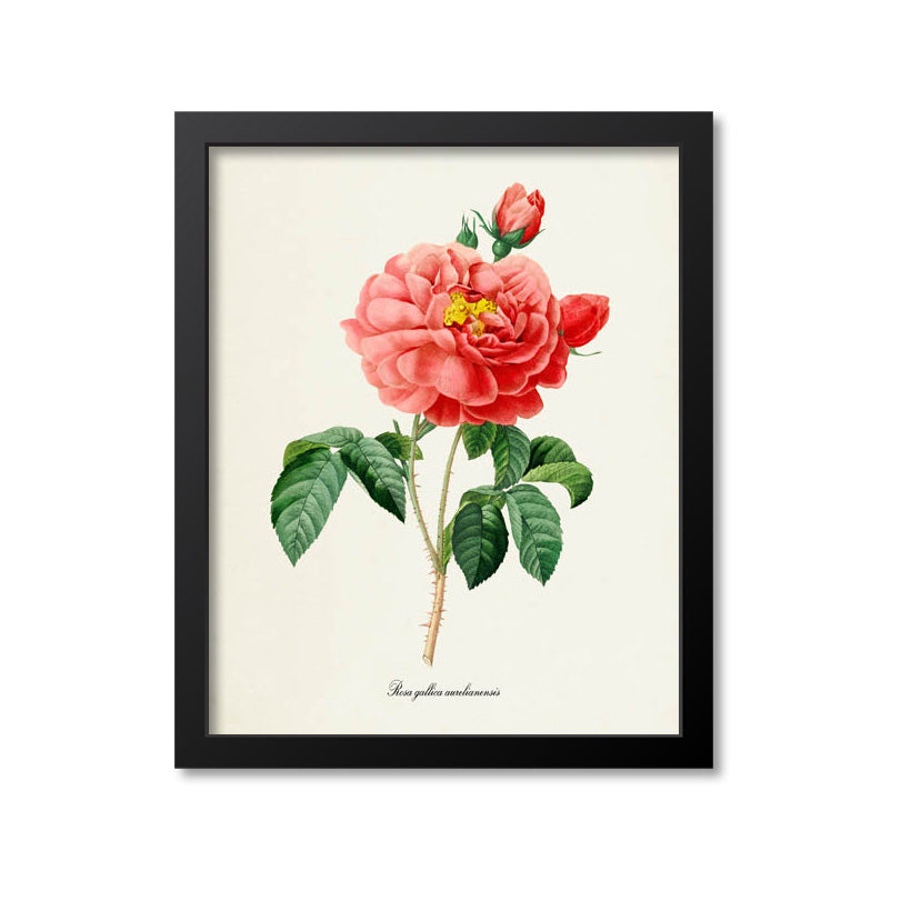 Rose of Orleans Flower Art Print