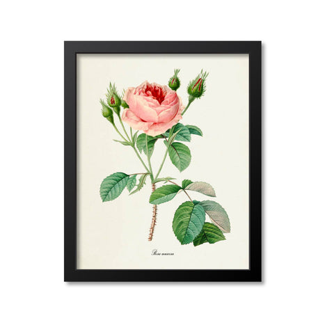 Moss Rose Flower Art Print