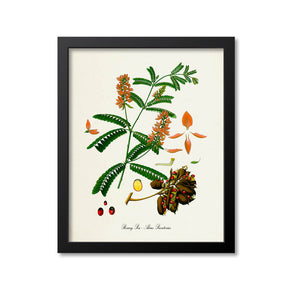Rosary Pea Botanical Print