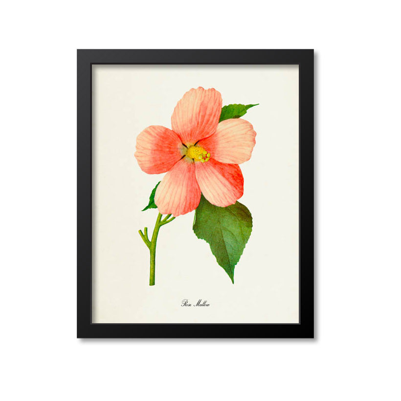 Rose Mallow Flower Art Print