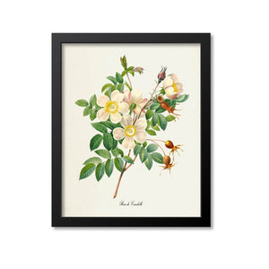 White Rose Flower Art Print