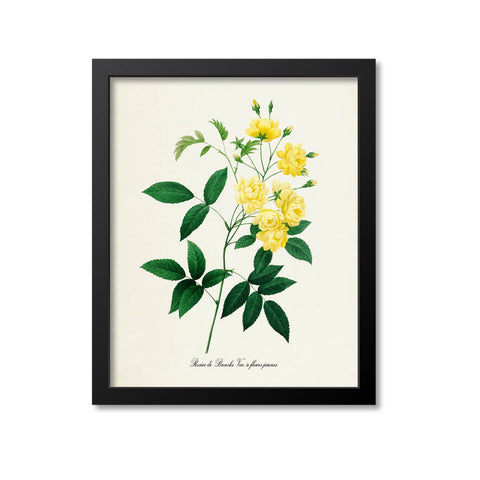 Yellow Rose Flower Art Print