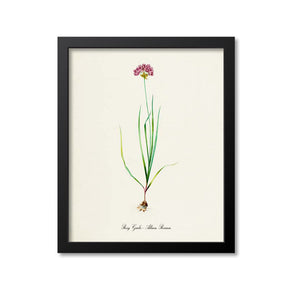 Rosy Garlic Botanical Print