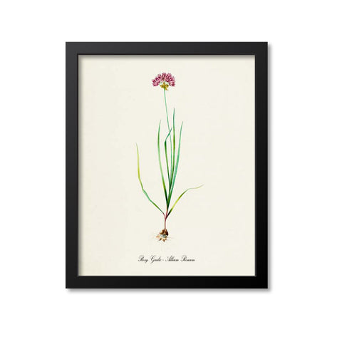 Rosy Garlic Botanical Print