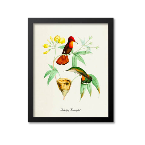 Ruby-topaz Hummingbird Print