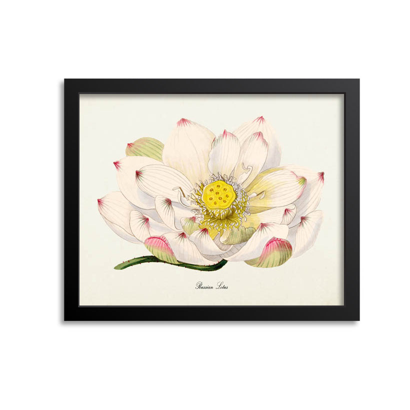 Russian Lotus Flower Art Print