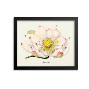 Russian Lotus Flower Art Print