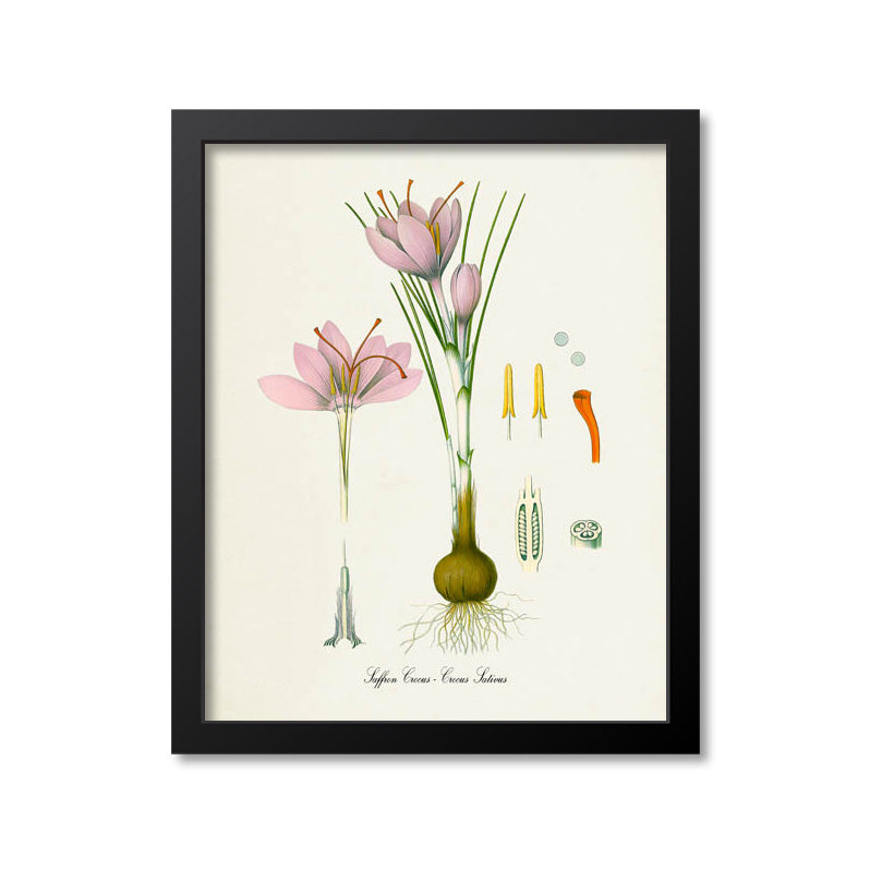 Saffron Crocus Botanical Print