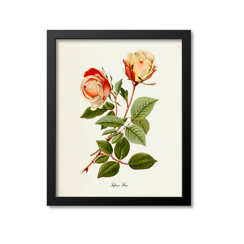 Safrano Rose Flower Art Print