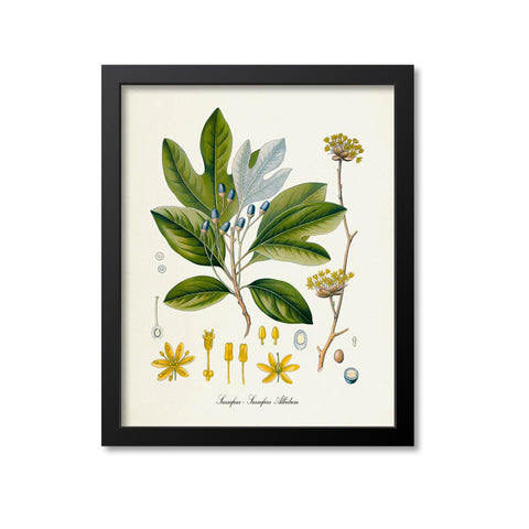 Sassafras Botanical Print