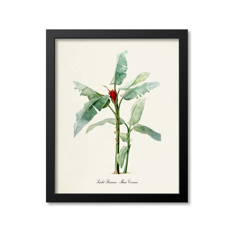 Scarlet Banana Tree Botanical Print