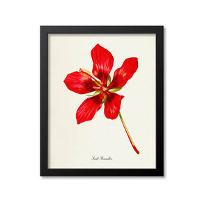 Scarlet Rosemallow Flower Art Print