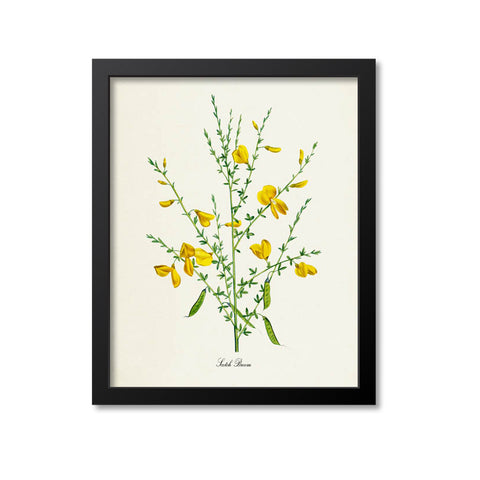 Scotch Broom Flower Art Print