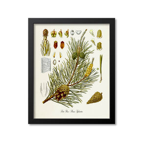 Scots Pine Botanical Print