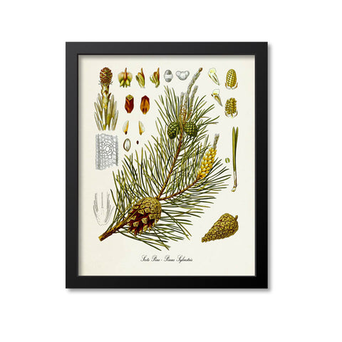 Scots Pine Botanical Print
