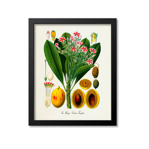 Sea Mango Botanical Print