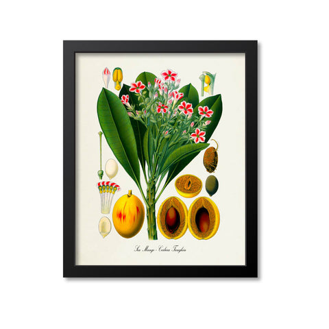 Sea Mango Botanical Print