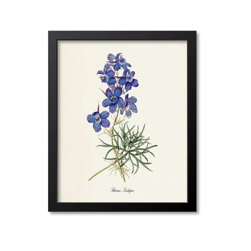 Siberian Larkspur Flower Art Print