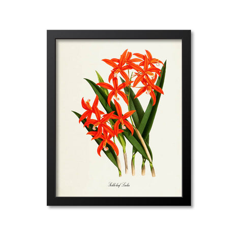 Sickle-leaf Laelia Flower Art Print