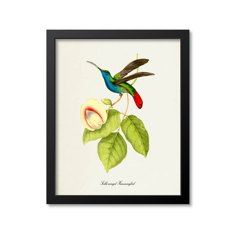 Sickle-winged Hummingbird Print
