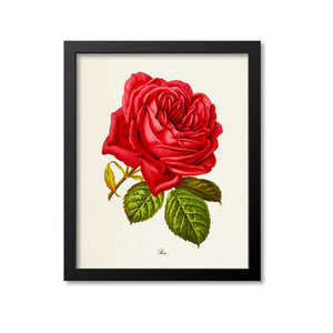 Red Rose Flower Art Print