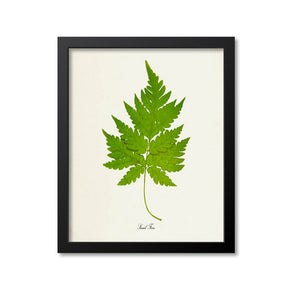 Snail Fern Art Print