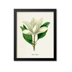 Southern Magnolia Flower Art Print