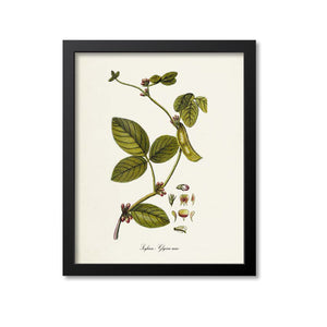 Soybean Botanical Print