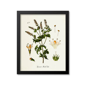 Spearmint Botanical Print