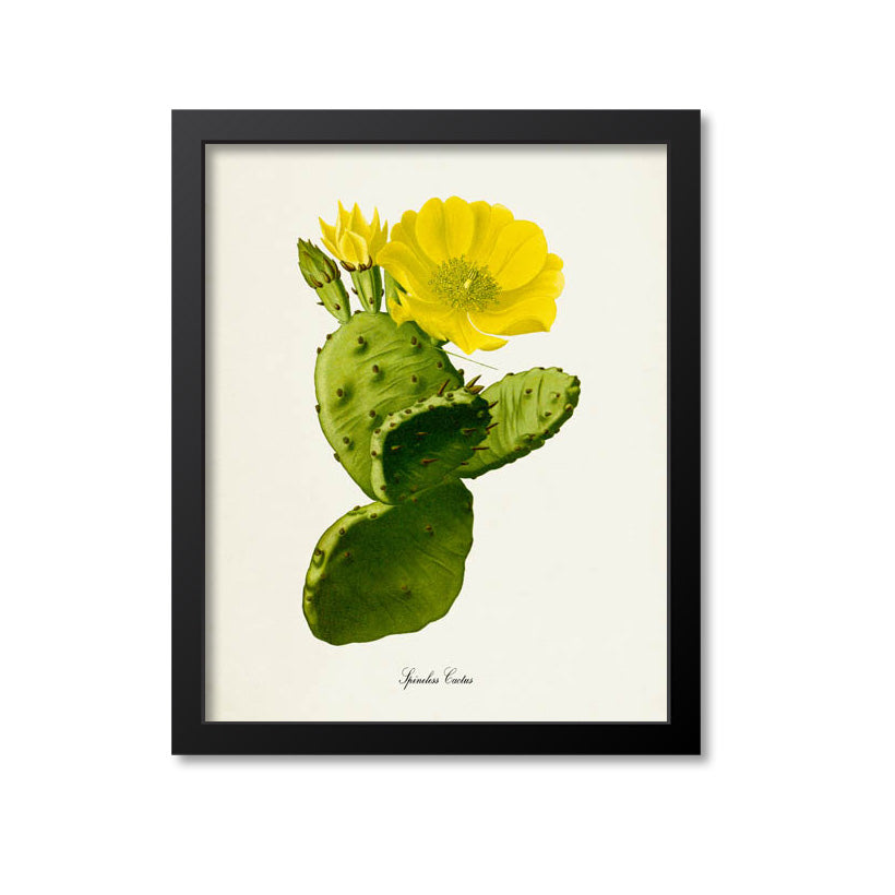 Spineless Cactus Art Print