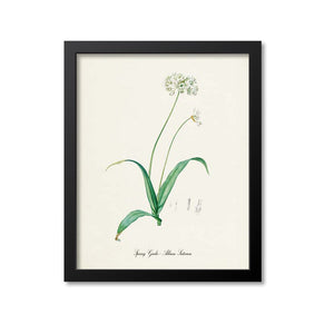 Spring Garlic Botanical Print
