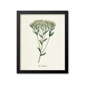 Stevia Botanical Print
