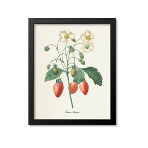 Strawberry Botanical Print