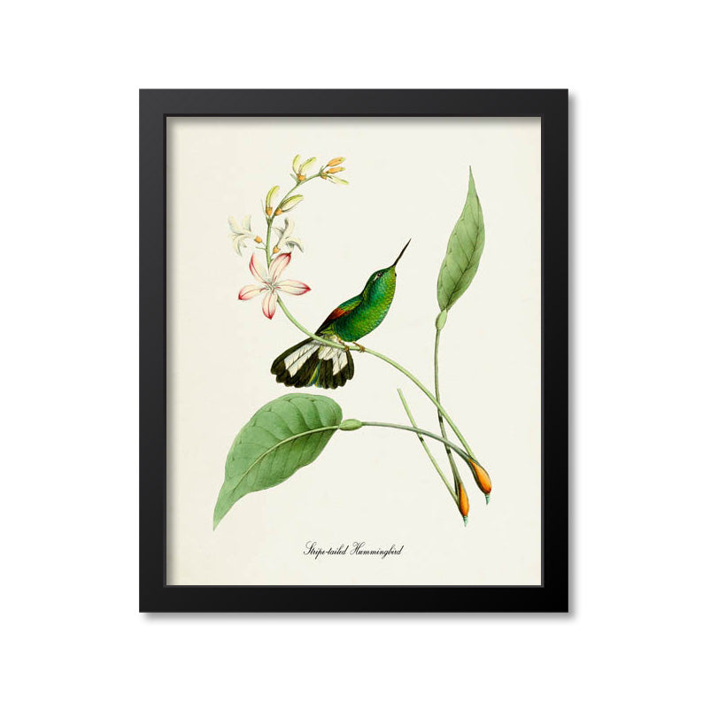 Stripe-tailed Hummingbird Print