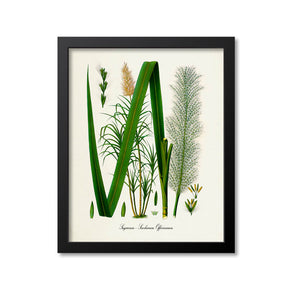 Sugarcane Botanical Print