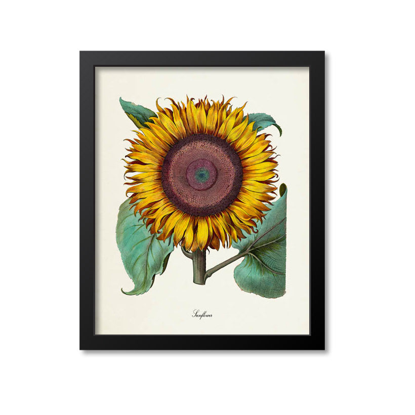 Sunflower Flower Art Print