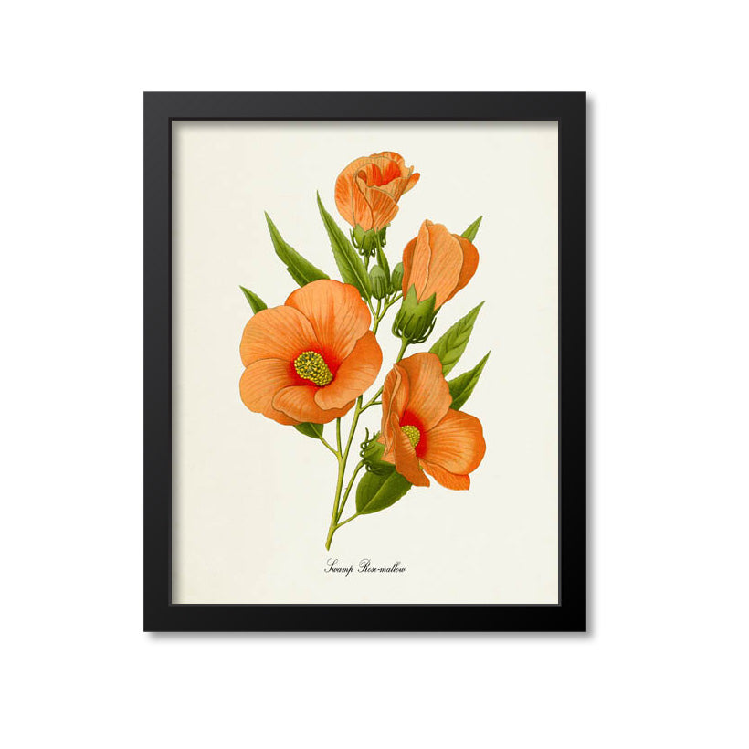 Swamp Rose-mallow Flower Art Print
