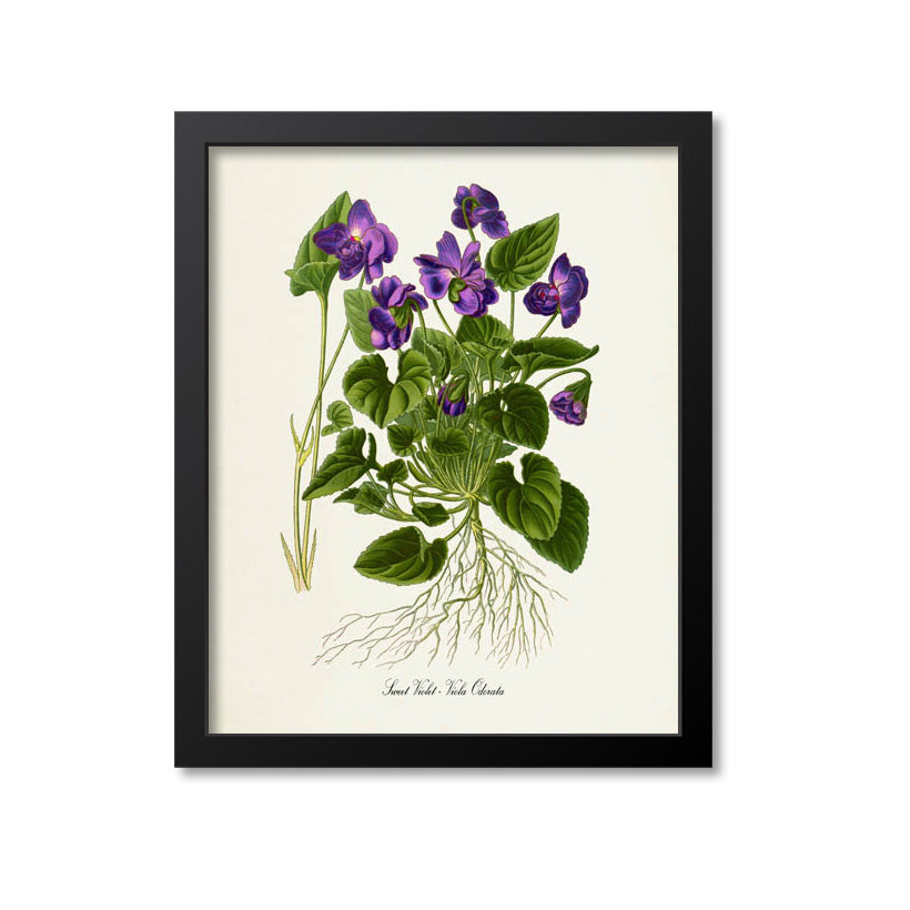Sweet Violet Flower Art Print
