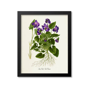 Sweet Violet Flower Art Print