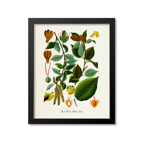 Sweet Birch Botanical Print
