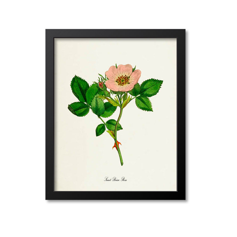 Sweet Briar Rose Flower Art Print