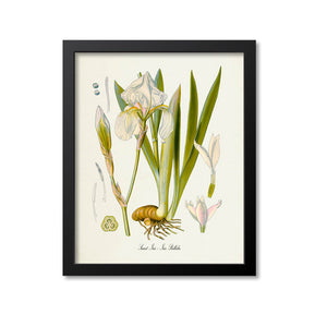 Sweet Iris Botanical Print