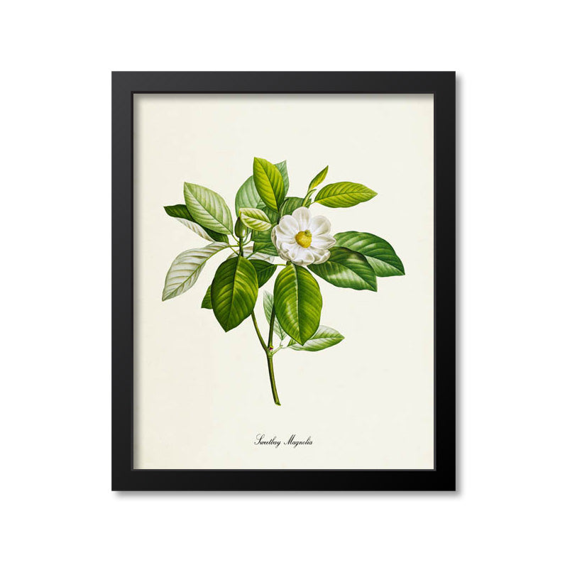 Sweetbay Magnolia Flower Art Print