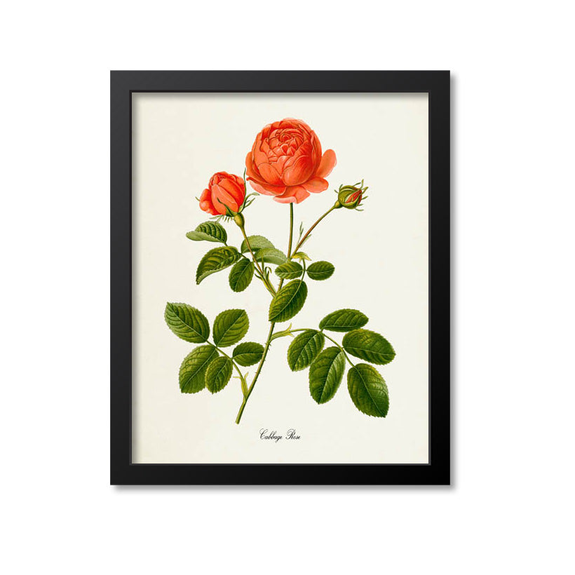 Cabbage Rose Flower Art Print, Provence Rose