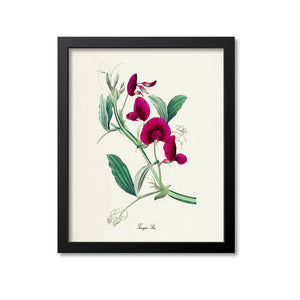 Tangier Pea Flower Art Print