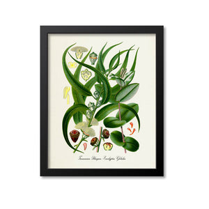 Tasmanian Bluegum Botanical Print