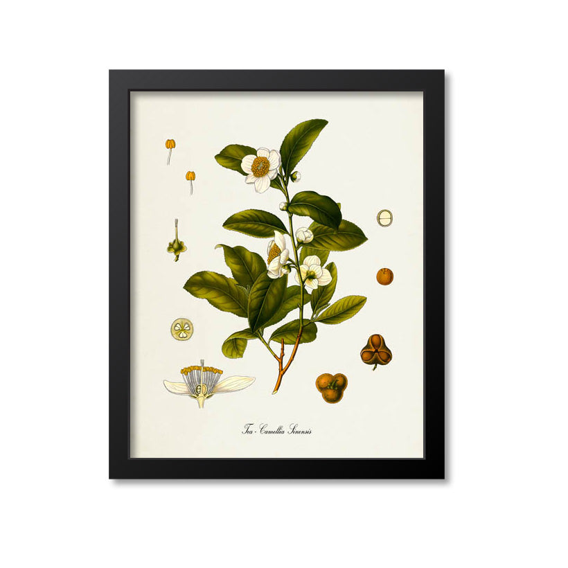 Tea Botanical Print